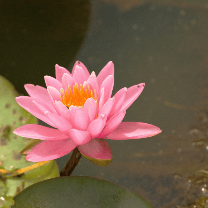 Aquipond Plantes aquatiques Nymphaea Fire Crest - Grand nénuphar Rose NymFirWEB