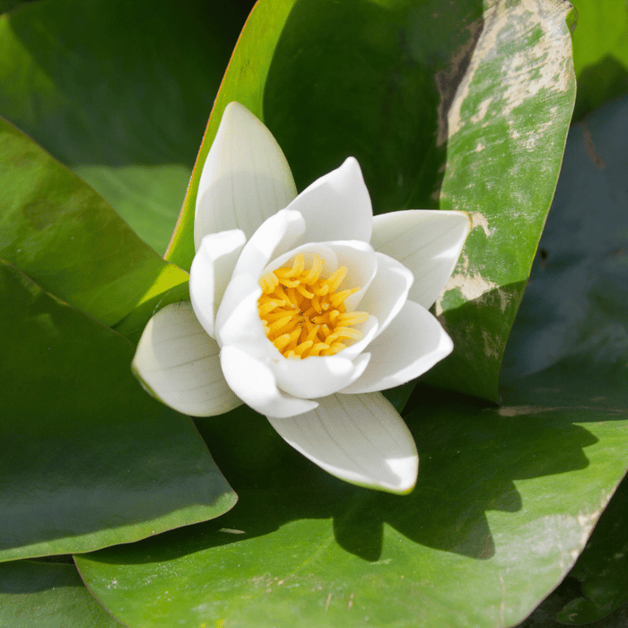 Aquipond Plantes aquatiques Nymphaea Nain Tetragona - Nénuphar Nain Blanc NymTetWEB