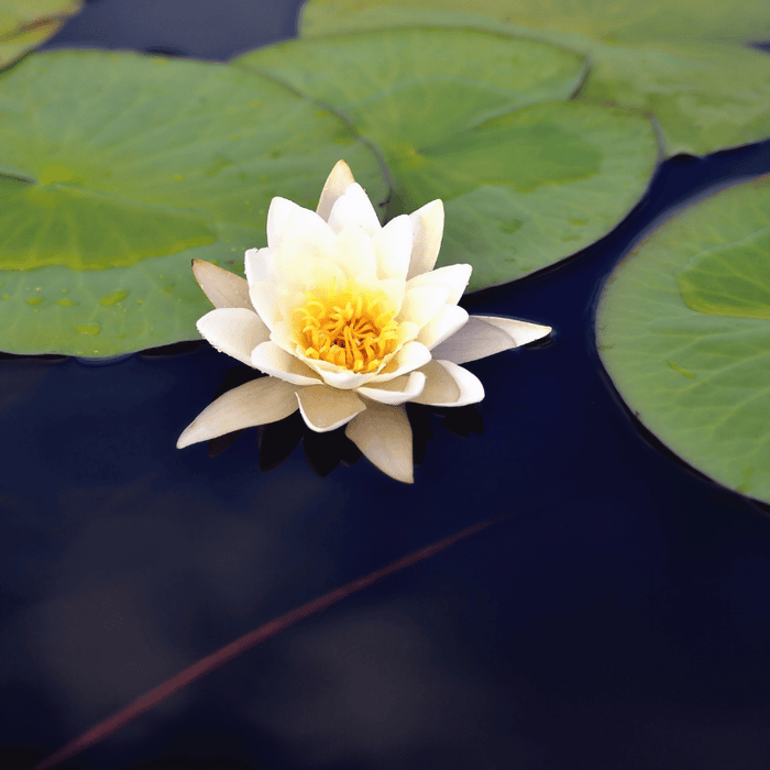 Aquipond Plantes aquatiques Nymphaea Nain Tetragona - Nénuphar Nain Blanc NymTetWEB