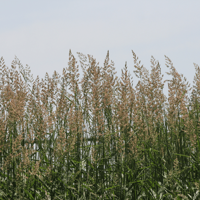 Aquipond Phragmites Australis - Roseau commun - Plante de berge - Par 3 pièces
