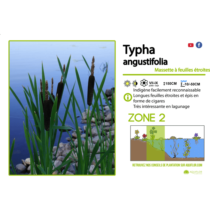 Aquipond Typha Augustifolia - Massette à feuilles étroites - Plante de berges