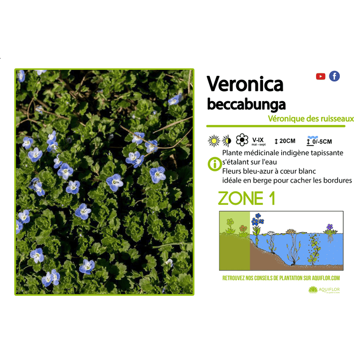 Aquipond Veronica Beccabunga - Véronique des ruisseaux - Plante de berges