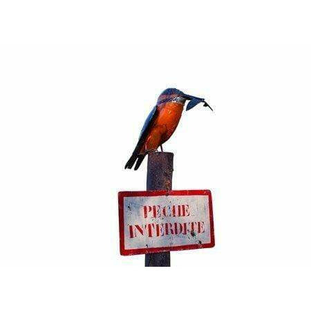 Arrosoir & Persil Tuteur Martin pécheur Pêche interdite - Oiseau décoratif en métal recyclé - Le plus vendu ! 15012