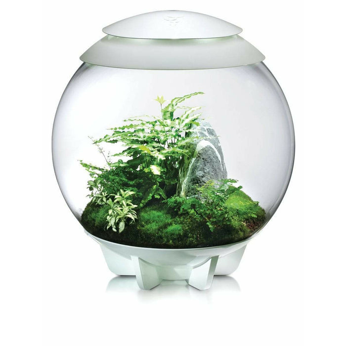 Biorb by Oase Terrarium biOrb AIR 60 blanc 822728005897 46147