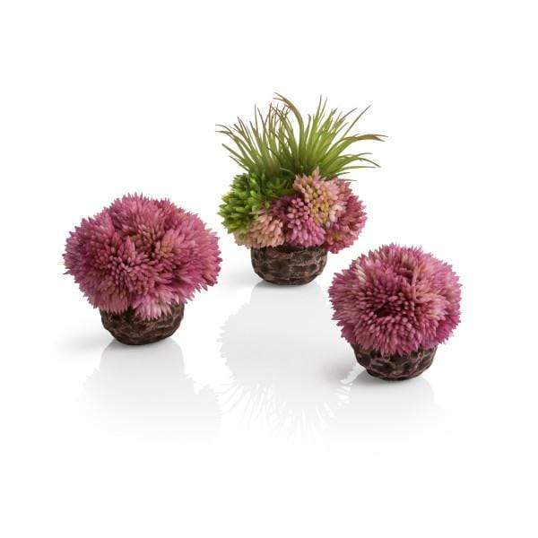 Biorb Accessoires pour aquariums Kit Corail biOrb violet 822728735404 73540