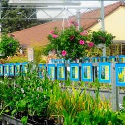 Foudebassin.com Plantes aquatiques Pack de la semaine - 5 plantes aquatiques de saison - LIVRAISON GRATUITE