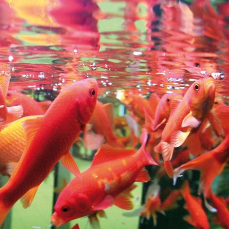 JBL Without Descri JBL FilterStart Red FR/NL (Dis. Comptoir) 4014162019684 2518480