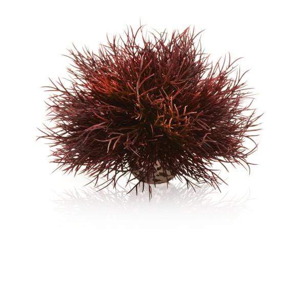 Oase Living Water biOrb Lys de mer couleurs d'automne 822728005392 46077