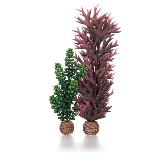 Oase Living Water biOrb Perles de Mer & algues vert olive Taille M 822728550731 55073