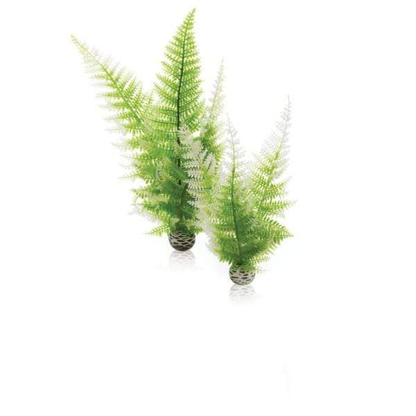 Oase Living Water biOrb Set de 2 fougères hivernales 822728003176 46066