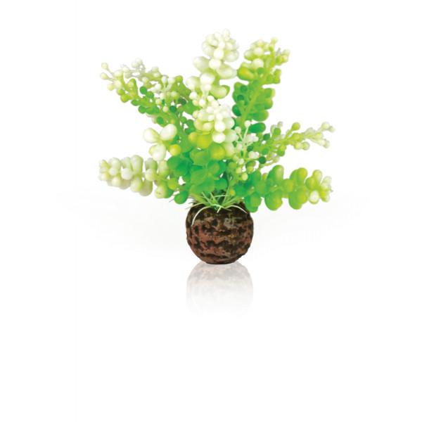 Oase Living Water Plante biOrb Caulerpe verte