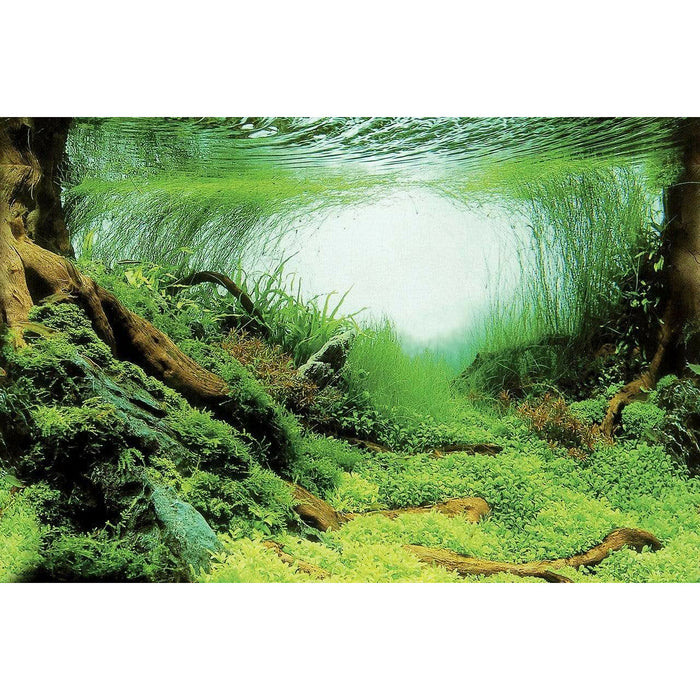Superfish Poster d'aquarium SF Deco Posters C2 Racines,Plantes 60X49 Cm 8715897291647 A4072070