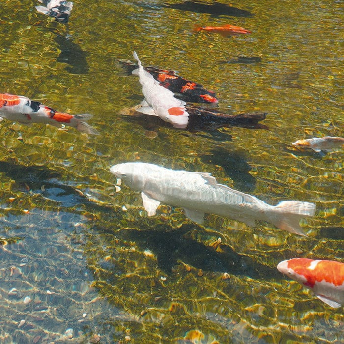 Ubbink Appareils UV-C ALGCLEAR UVC 10000 - ampoule UV-C (TUV-PL) : 11 Watt 8711465551328 1355132