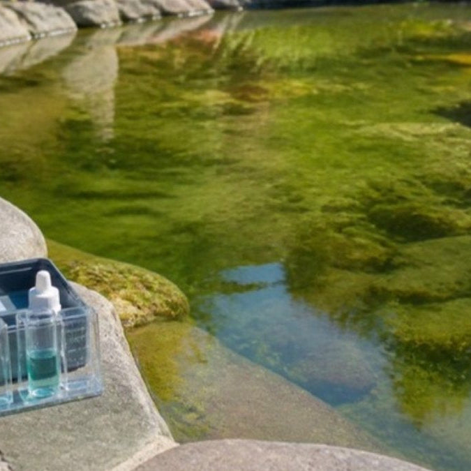Test des phosphates au bord d'un étang envahi par les algues