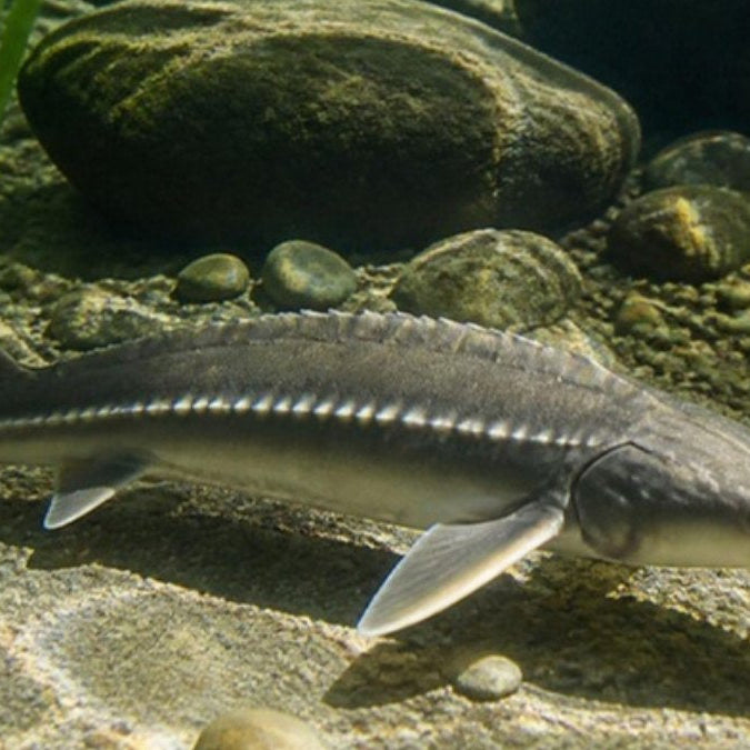 Esturgeon sterlet nageant au fond d'un bassin de jardin