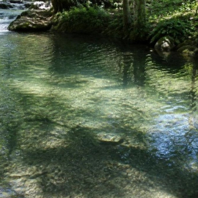 Étang à truites alimenté par une eau vive, fraîche et ombragée