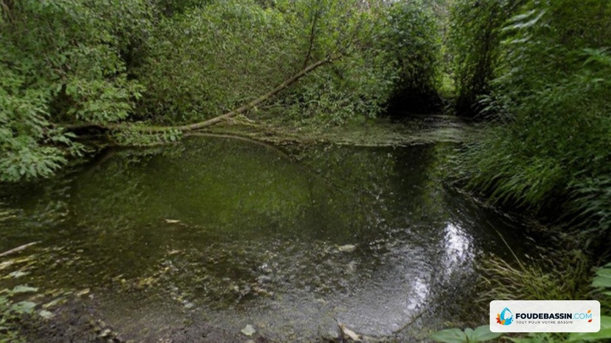 Vieil étang de jardin envahi par la végétation – Foudebassin