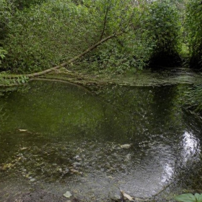 Vieil étang de jardin envahi par la végétation – Foudebassin