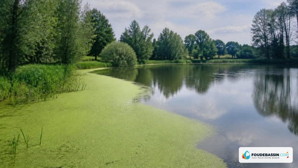 Bassin ou étang recouvert de lentilles d'eau : diagnostic, dangers et plan de reprise en main