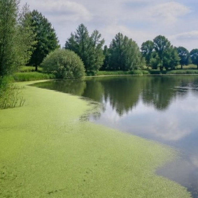 Étang envahi de lentilles d'eau dans une anse – Foudebassin