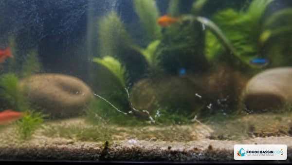 Vers blancs dans un aquarium, que faire?