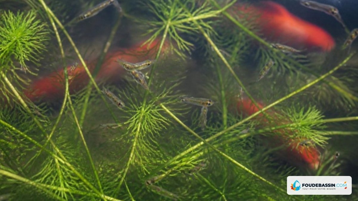 Alevins de poissons rouges parmi les plantes d'un bassin