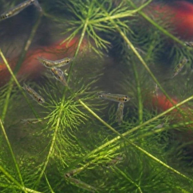 Alevins de poissons rouges parmi les plantes d'un bassin
