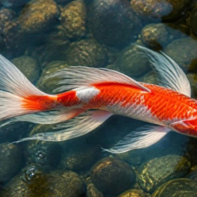 Carpe koï voilée aux longues nageoires dans un bassin
