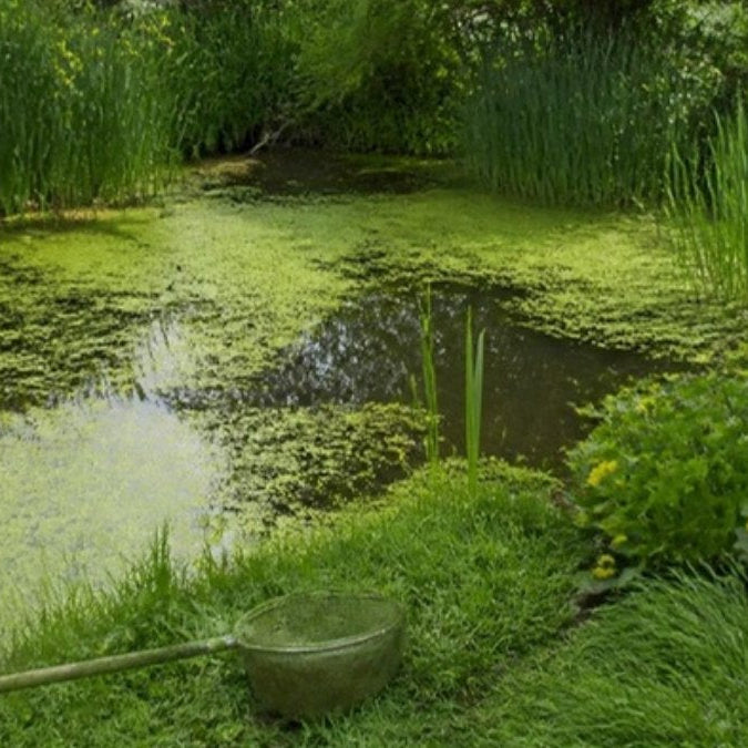 Gros plan sur des lentilles d'eau flottant à la surface de l'eau