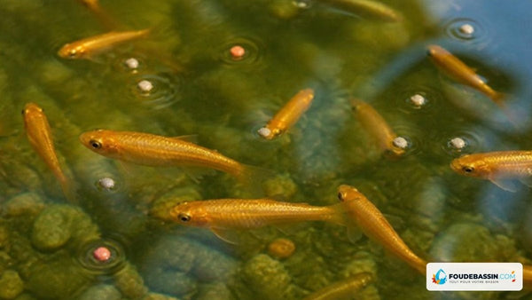 How to feed golden minnows in a pond: what food, how much, and when to stop