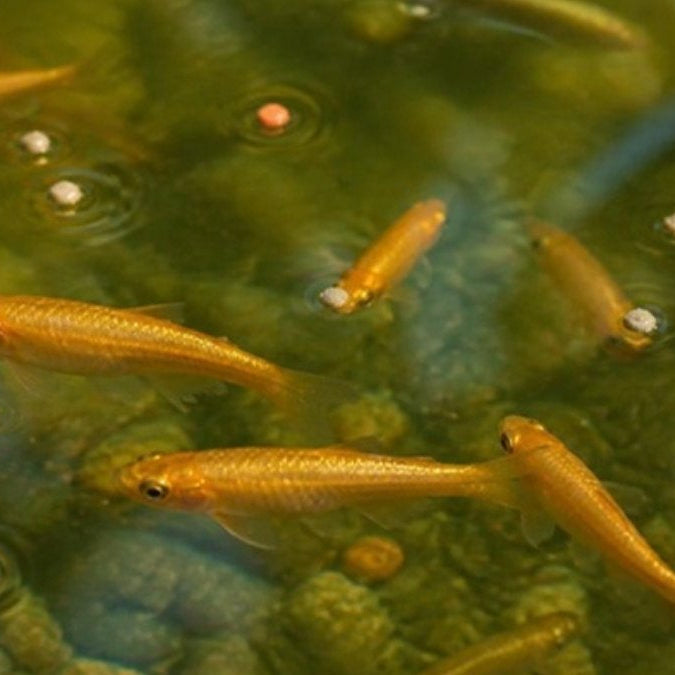 Vairons dorés mangeant des granulés à la surface du bassin