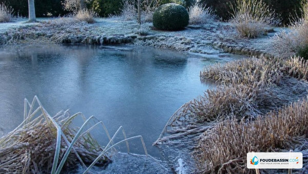 Plantes aquatiques résistantes au gel : la liste pour un bassin qui repart seul chaque printemps