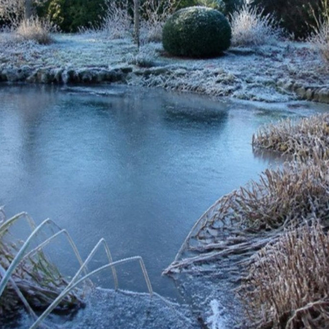 Bassin de jardin gelé en hiver avec plantes de berge rustiques givrées