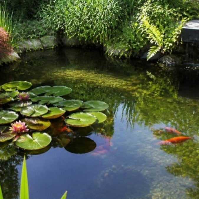 Acheter un filtre pour son étang – Foudebassin