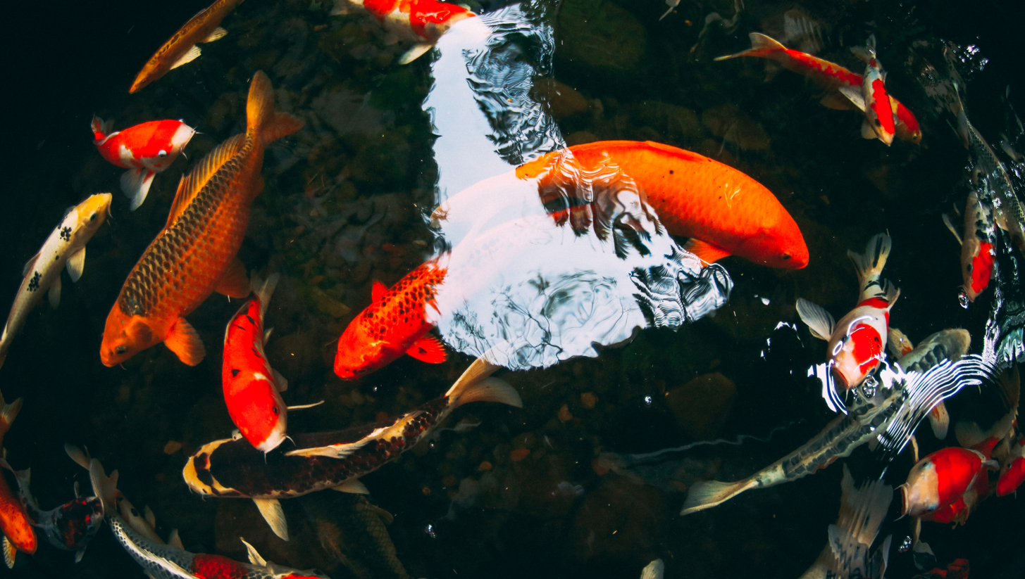 Tout savoir sur l’élevage des Carpes Koï en 2022