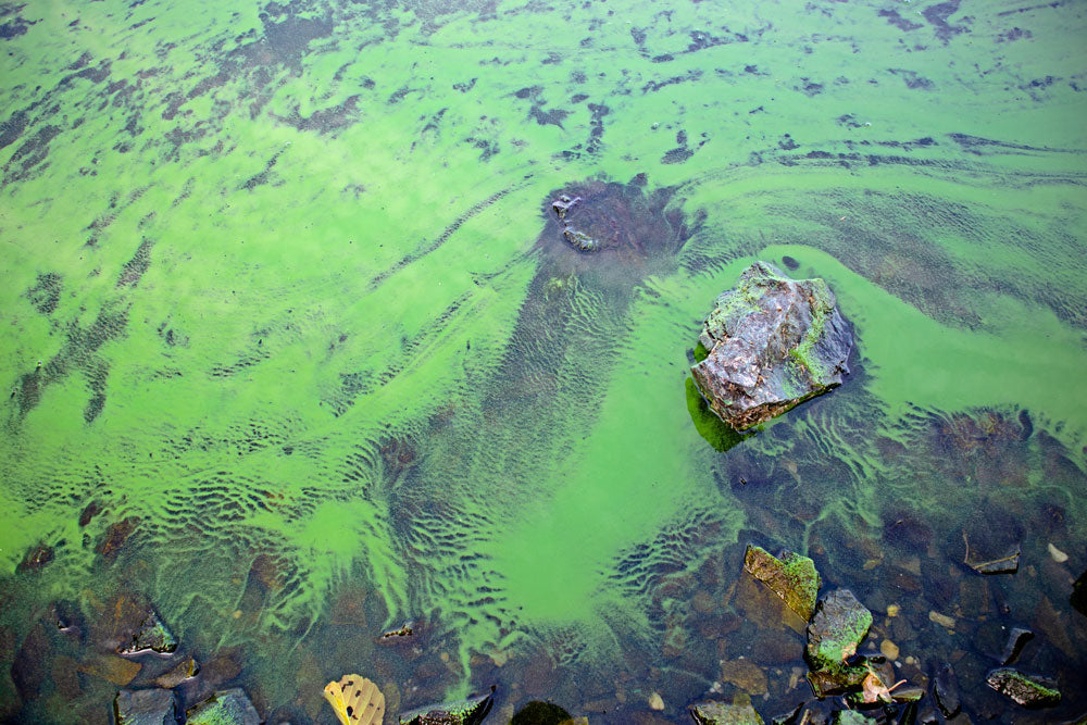 Cyanobactéries dans un étang naturel : le guide complet pour retrouver une eau saine et protéger durablement vos poissons