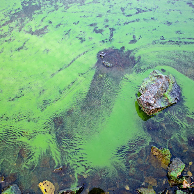Cyanobactéries dans un étang naturel : le guide complet pour retrouver une eau saine et protéger durablement vos poissons