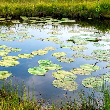 Combien de nénuphars est-ce que je peux mettre dans un bassin ou étang?