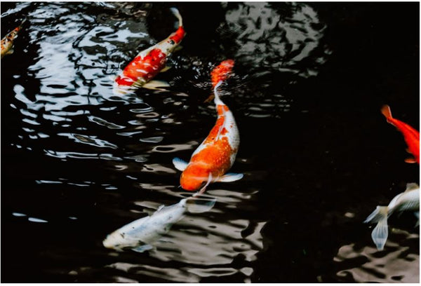 Optimiser la croissance des poissons en aquaponie