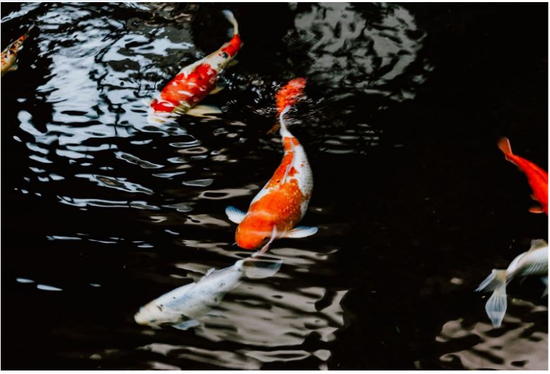 Optimiser la croissance des poissons en aquaponie