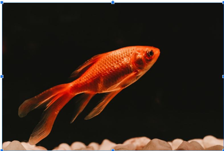 Comment bien s’occuper de son poisson rouge