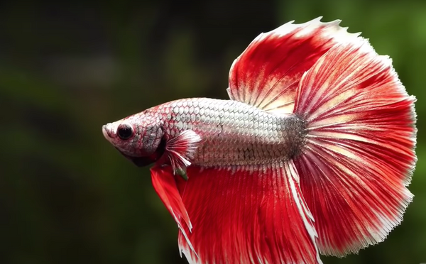 Which fish are compatible with a 60l aquarium?