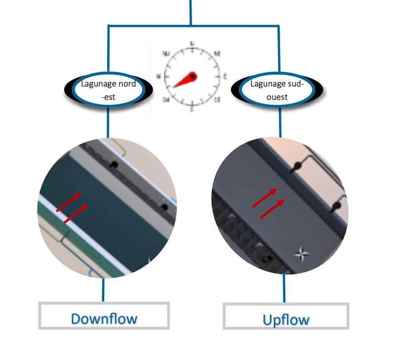 Lagunage en downflow ou upflow pour ma piscine naturelle