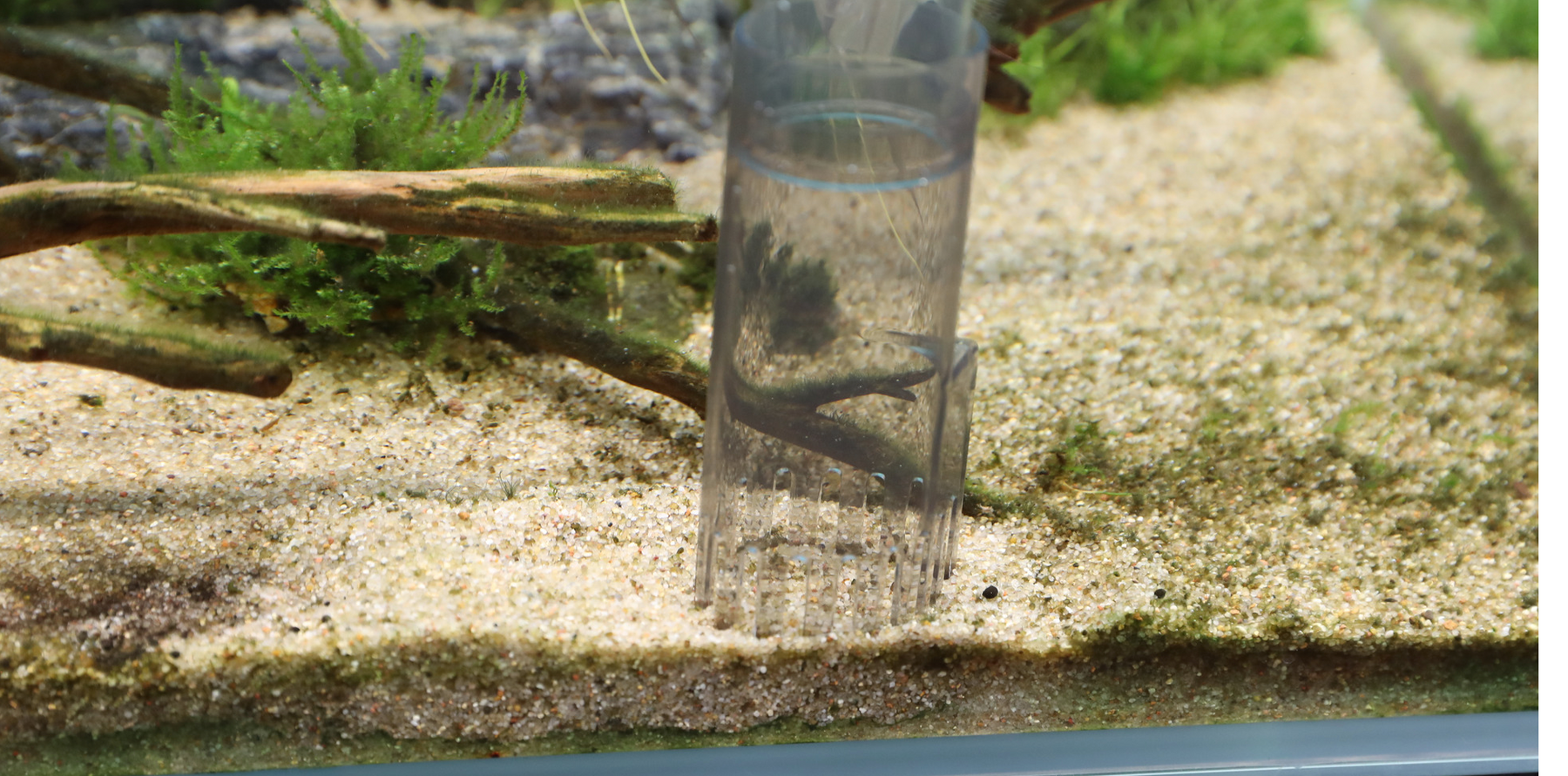 Comment enlever les déjections de l'aquarium sans aspirer le sable?