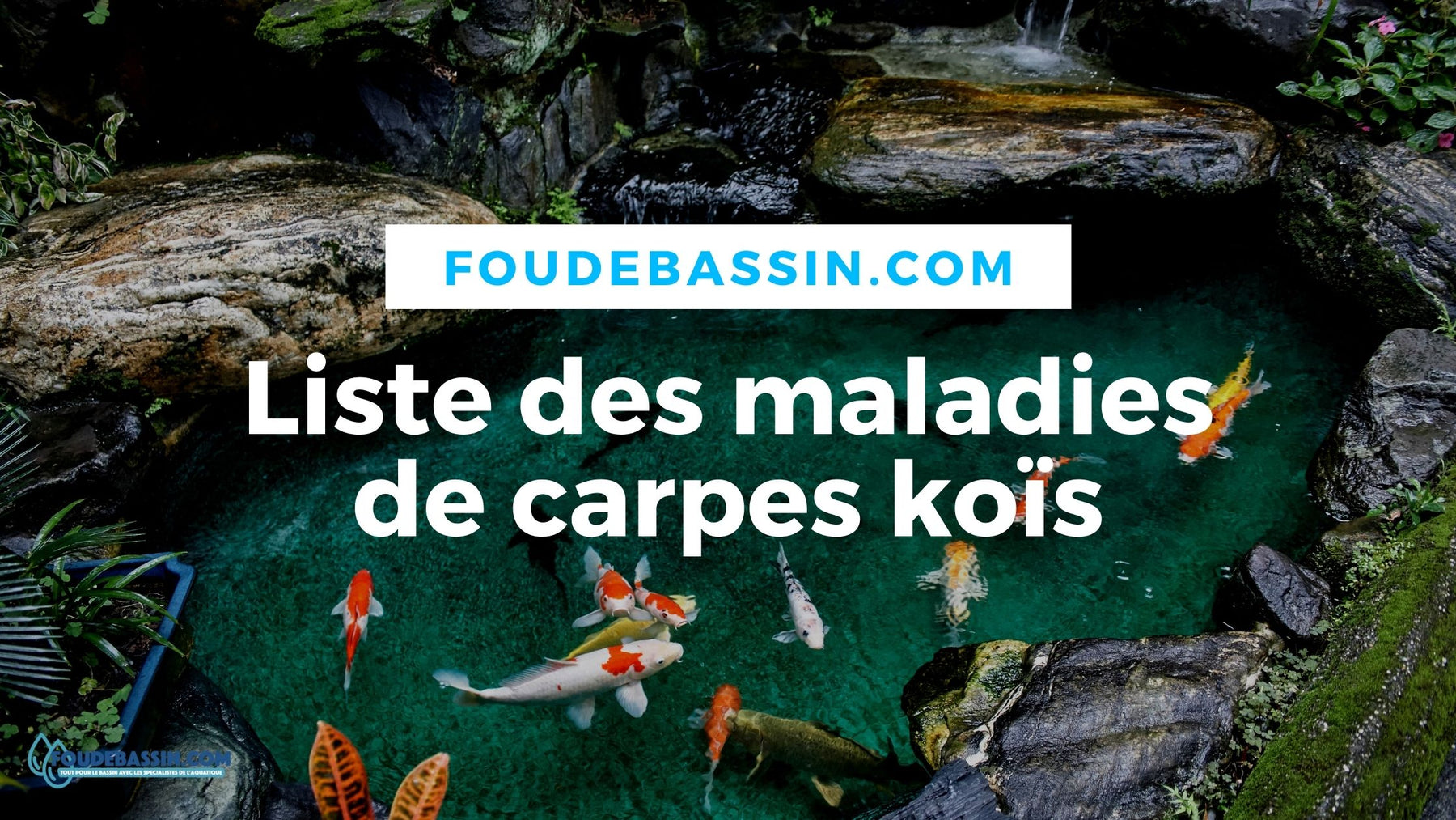 Les maladies de la carpe koï - Comment les soigner?