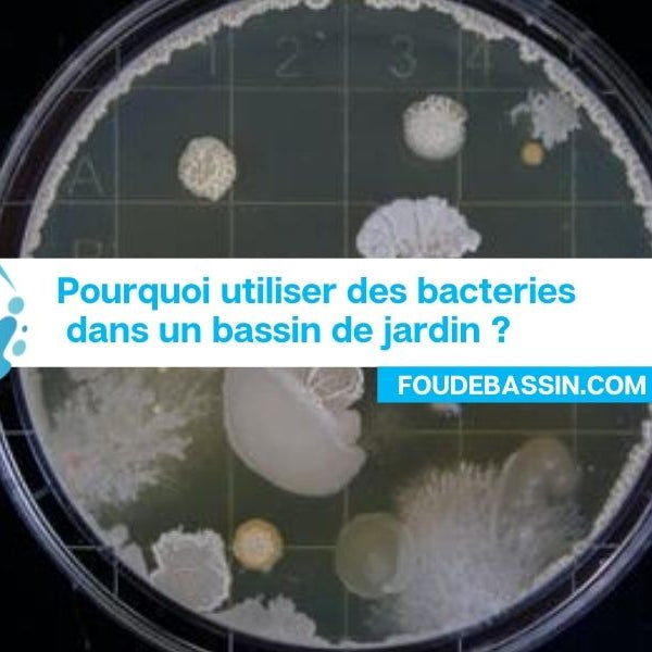 Pourquoi utiliser des bacteries dans un bassin de jardin