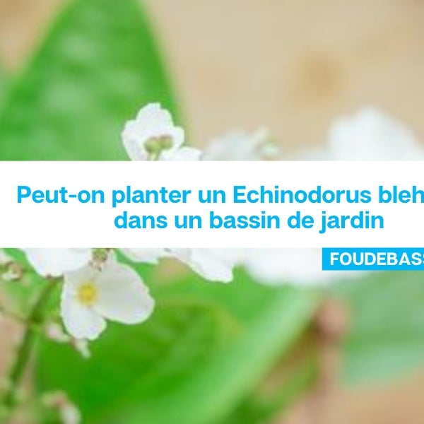 Peut-on planter un Echinodorus bleherae dans un bassin de jardin
