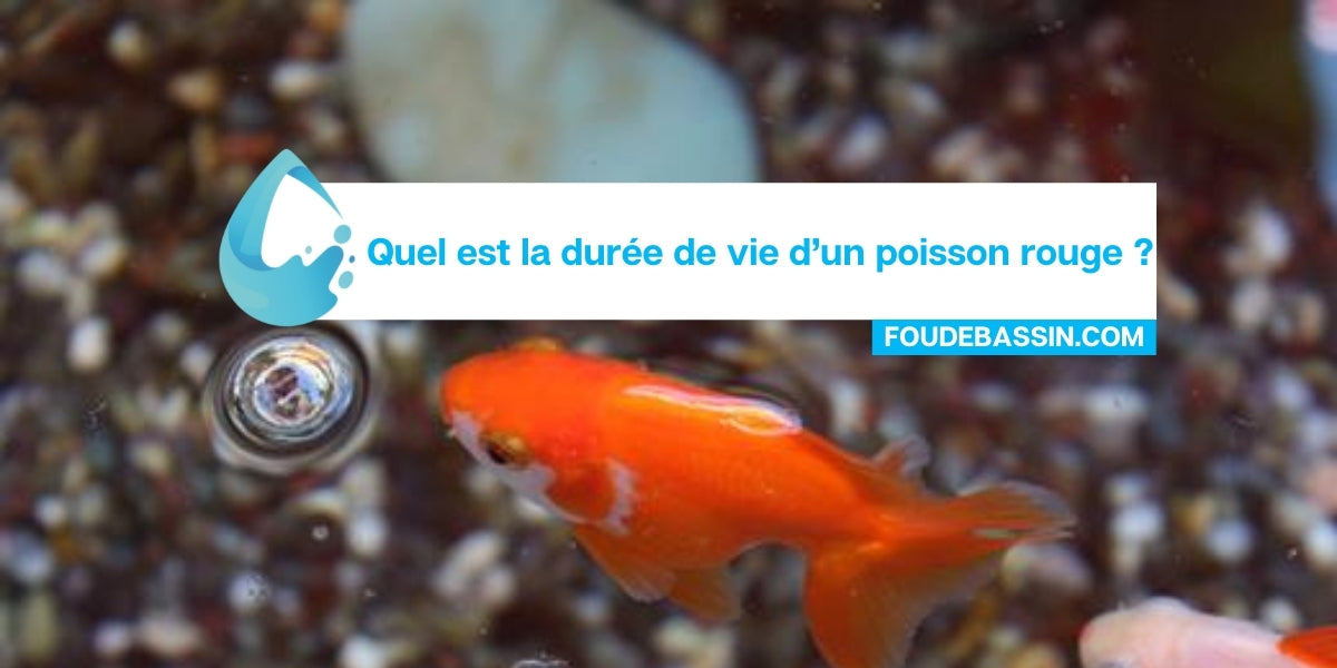 Quel est la durée de vie d’un poisson rouge ?