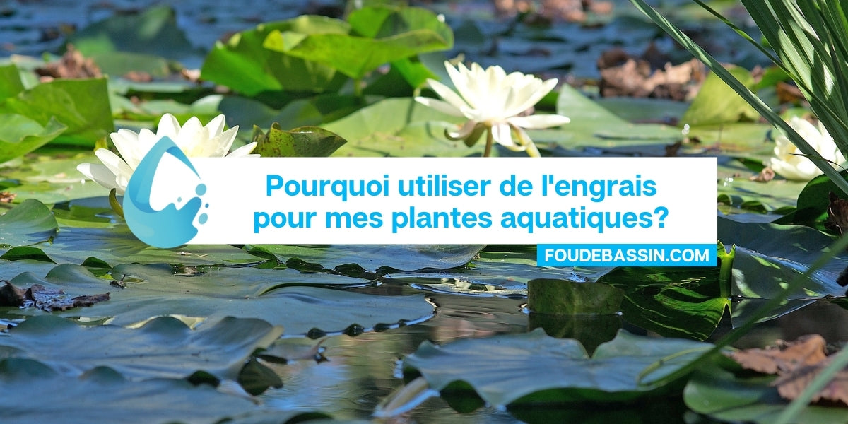 Engrais Plante Aquarium Engrais Osmocote Pour Plantes Aquatiques Et Lotus Par Fleur De Lotus