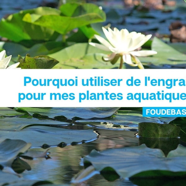 Pourquoi utiliser de l'engrais pour mes plantes aquatiques?